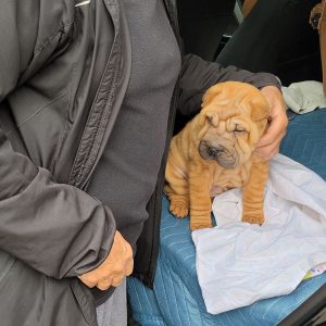 Margem Hills Champion Shar-Pei Kennel Adults and Puppies`